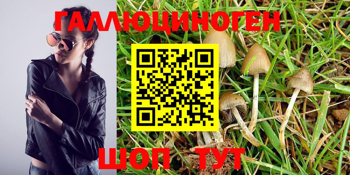 Галлюциногенные грибы Psilocybe  Вход с VPN  Сухой Лог 